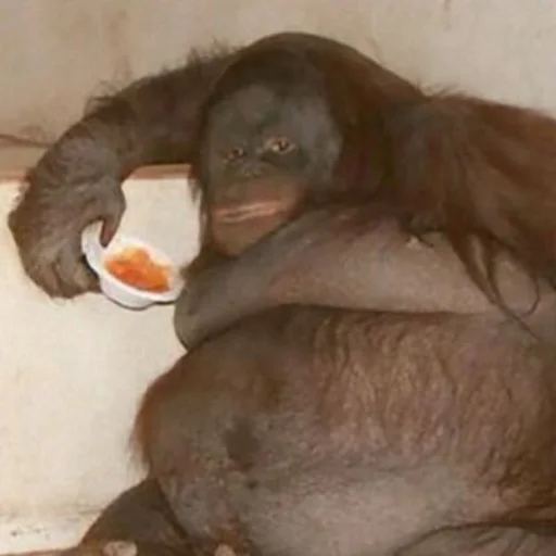 mammal animal primate