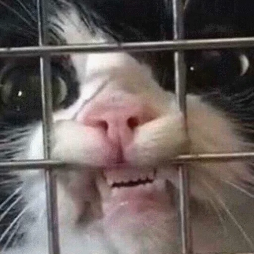 млекопитающее животное кошачьи