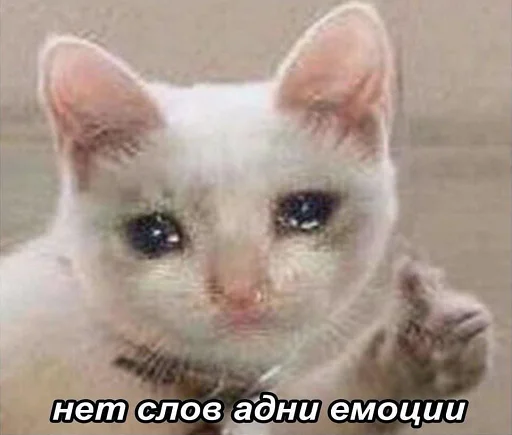 млекопитающее животное кошка