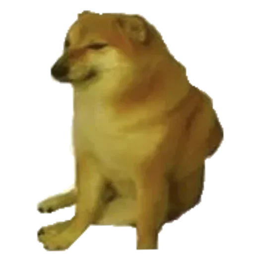 животное собака млекопитающее