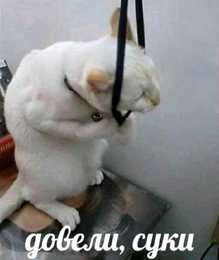 Стикер стики by @lubimaia_tendosatori by @fStikBot - 1