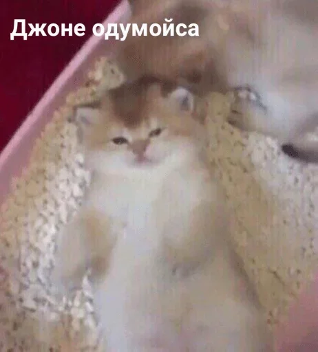 кошка животное млекопитающее