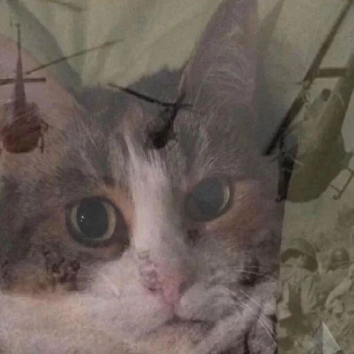 животное кошка млекопитающее