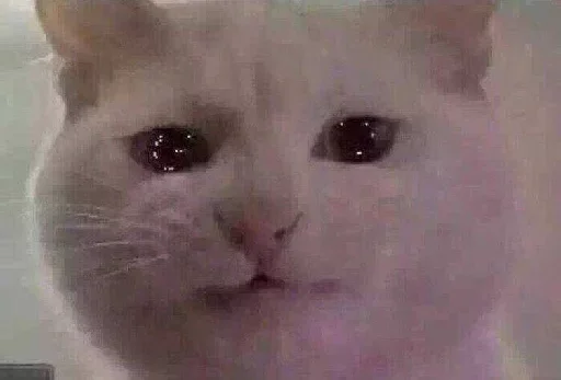 animal mammal small to medium-sized cats