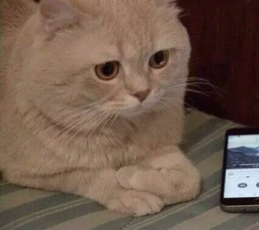 animal mammal small to medium-sized cats