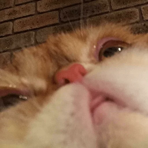 mammal animal domestic cat