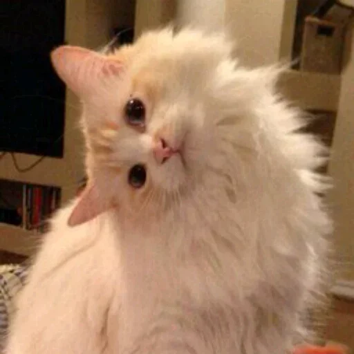 mammal animal domestic cat