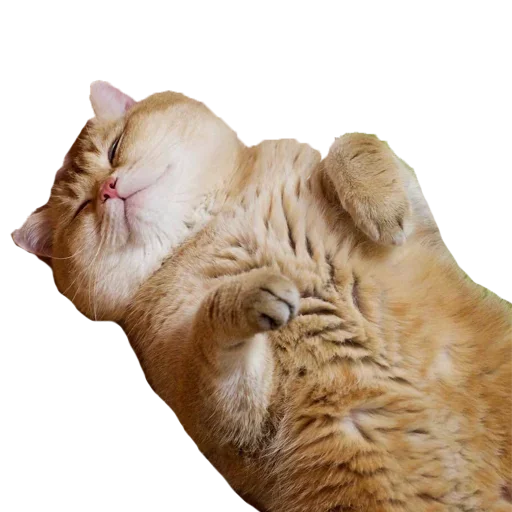 животное млекопитающее кошачьи