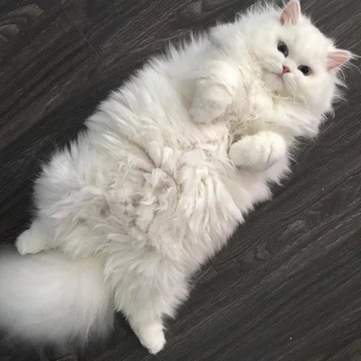 животное млекопитающее кошка