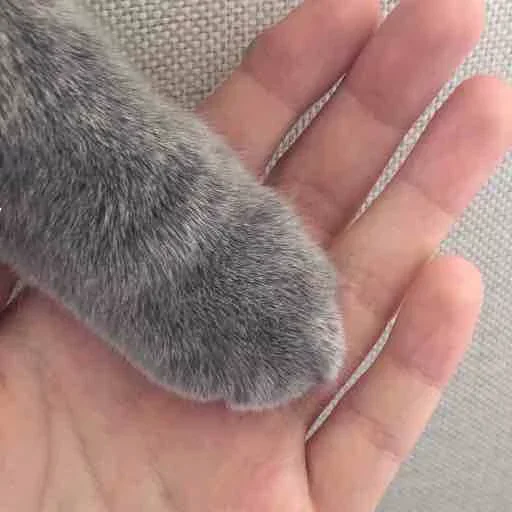 млекопитающее животное грызун