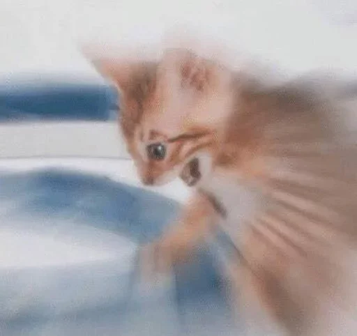 кошка животное млекопитающее