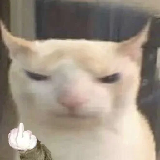 Sticker prostokotnykotek69 - 1