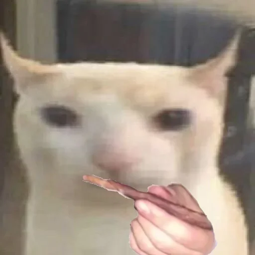 Sticker prostokotnykotek69 - 1