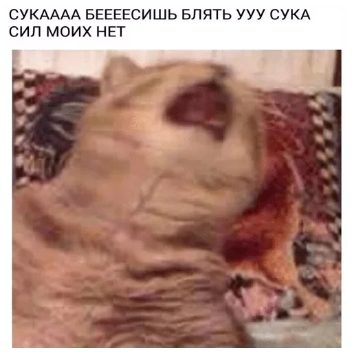 Sticker просто сука by @fStikBot - 5