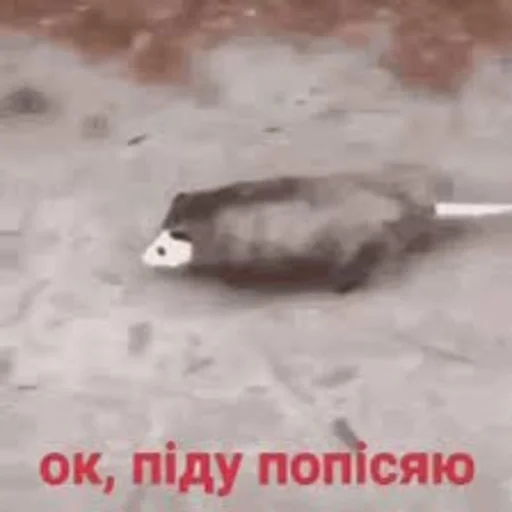 жопик попик - 