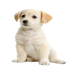 Стикер щены - 0