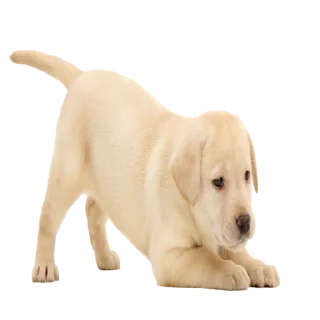 Стикер щены - 3