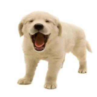 Стикер щены - 10