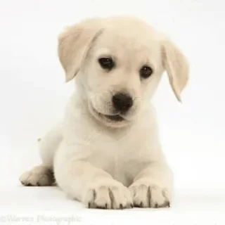 Стикер щены - 4