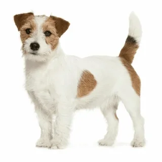 Стикер щены - 8