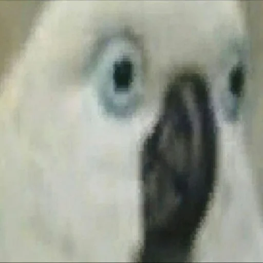 животное птица попугай