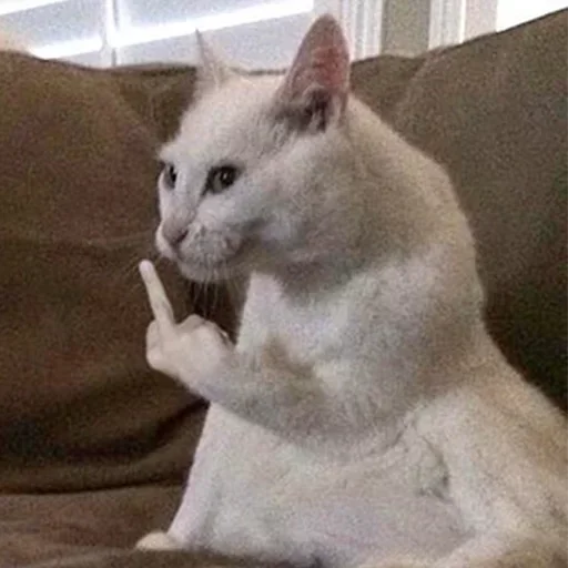 млекопитающее домашняя кошка животное