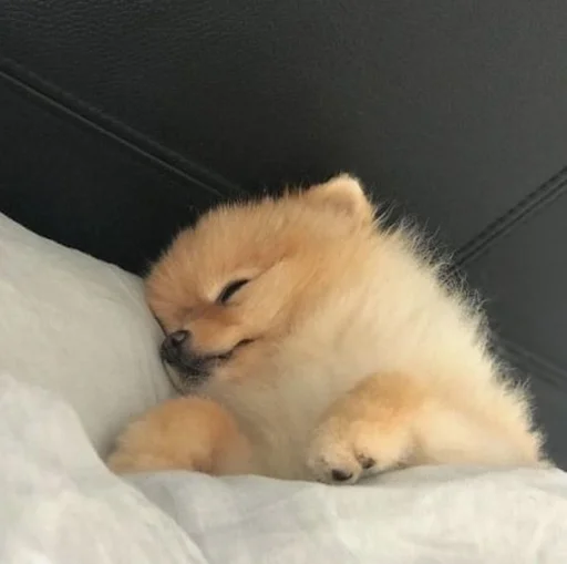 Стикер псята…  @sweetpussychki - 10