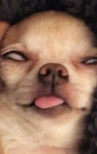 Стикер псята…  @sweetpussychki - 8