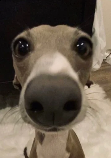 Стикер псята…  @sweetpussychki - 5