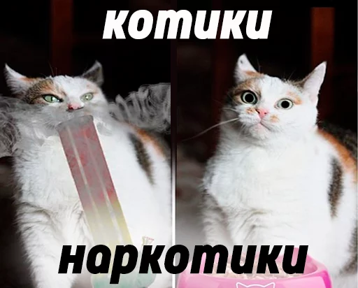 animal cat domestic cat