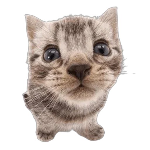 Sticker ptiOoURwjVGMe_by_stickers_stealer_bot - 1