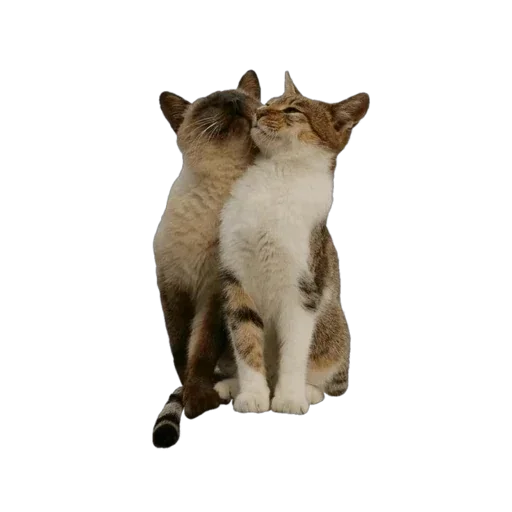 Sticker ptiOoURwjVGMe_by_stickers_stealer_bot - 1