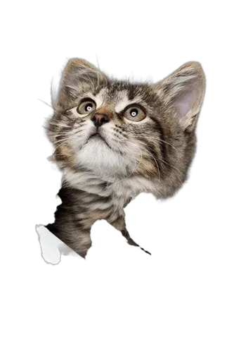 Sticker ptiOoURwjVGMe_by_stickers_stealer_bot - 1