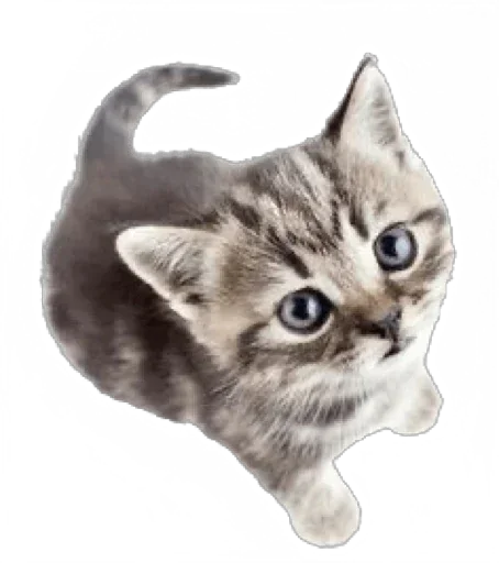 Sticker ptiOoURwjVGMe_by_stickers_stealer_bot - 1