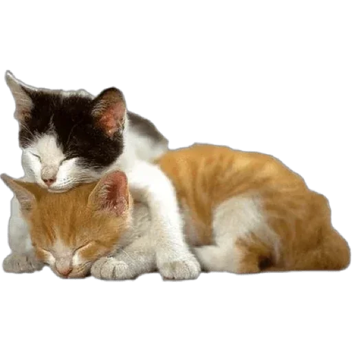 Sticker ptiOoURwjVGMe_by_stickers_stealer_bot - 1