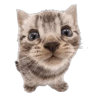 Стикер Больше стикеров 👉🏻 @stickertg4 - 10