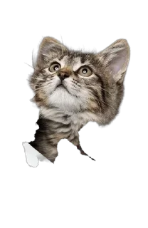 Стикер Больше стикеров 👉🏻 @stickertg4 - 4