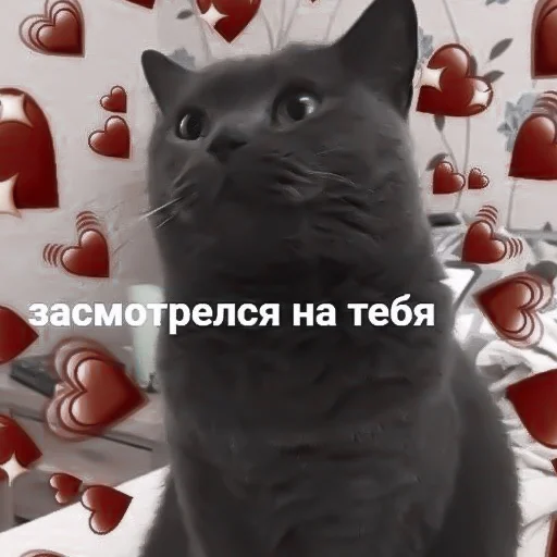 small to medium-sized cats cat domestic cat