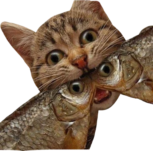 животное кошка кошачьи