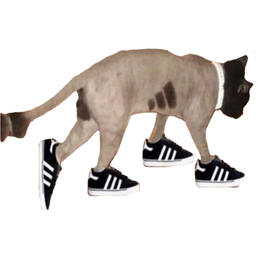 животное млекопитающее рыло