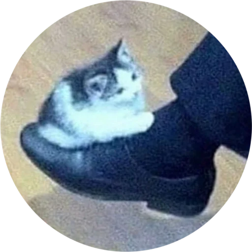 животное кошки малого и среднего размера млекопитающее