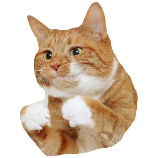 кошка животное млекопитающее