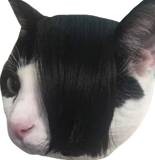 кошки малого и среднего размера животное млекопитающее