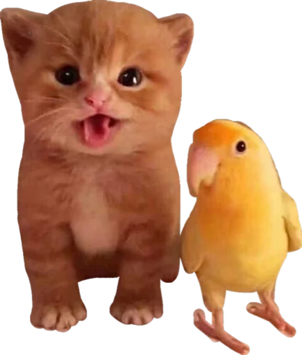 кошка животное комнатный