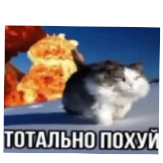 Sticker Валера р8 моя вайфу - 11