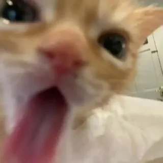 Sticker пися попа - 2