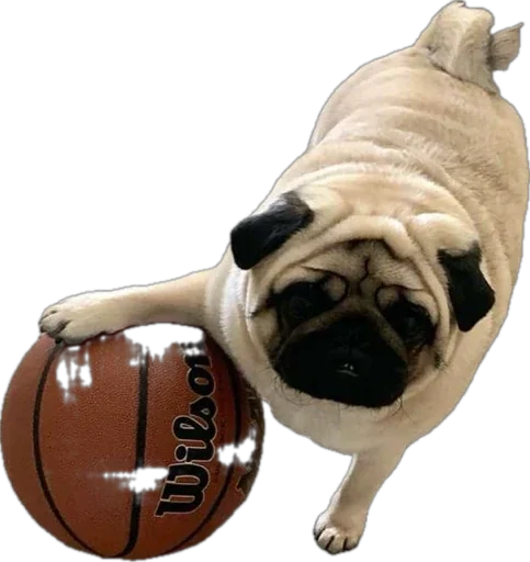 мопсы для никиты - 