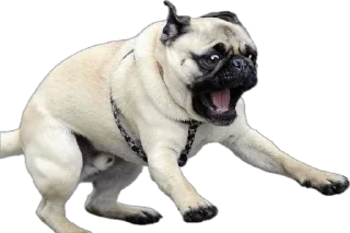 Sticker мопсы для никиты - 11