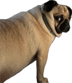 Sticker мопсы для никиты - 0