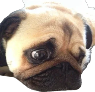 Sticker мопсы для никиты - 9